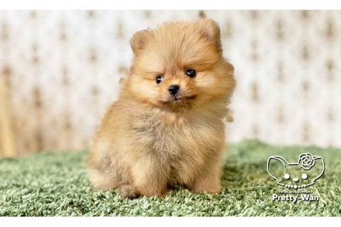 成約済の愛知県のポメラニアン-108140の4枚目