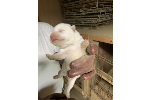 成約済の広島県の柴犬-108052