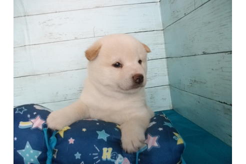 成約済の埼玉県の柴犬-108184の1枚目
