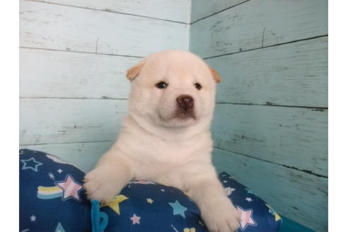 成約済の埼玉県の柴犬-108184の6枚目
