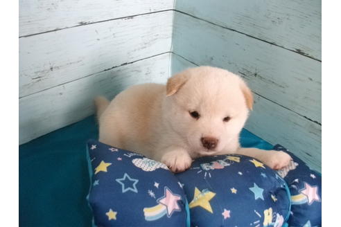 成約済の埼玉県の柴犬-108184の5枚目