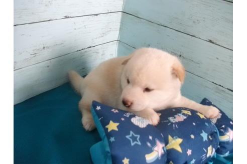 成約済の埼玉県の柴犬-108184の4枚目