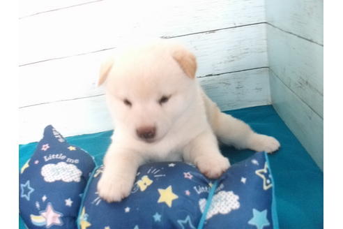 成約済の埼玉県の柴犬-108184の3枚目