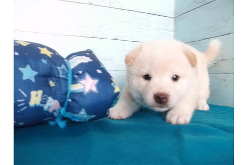 成約済の埼玉県の柴犬-108184の2枚目
