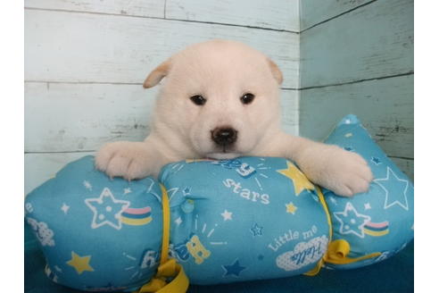成約済の埼玉県の柴犬-108186の1枚目