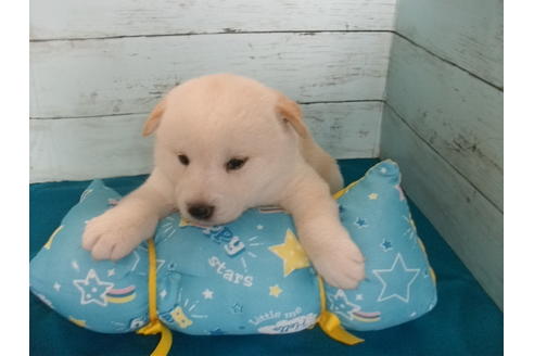 成約済の埼玉県の柴犬-108186の6枚目