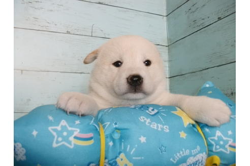 成約済の埼玉県の柴犬-108186の5枚目