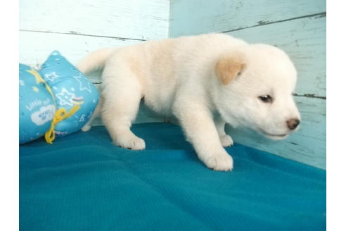 成約済の埼玉県の柴犬-108186の4枚目