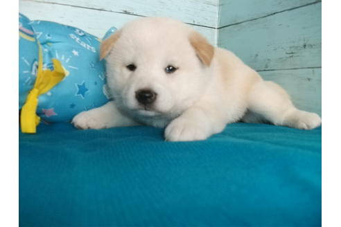 成約済の埼玉県の柴犬-108186の3枚目