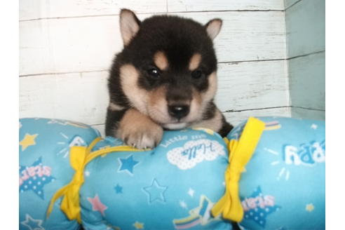 成約済の埼玉県の柴犬-108188