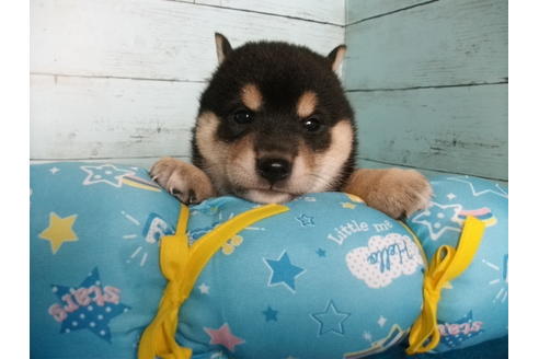 成約済の埼玉県の柴犬-108188の4枚目