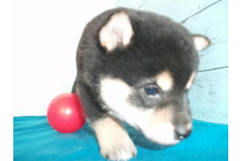 成約済の埼玉県の柴犬-108188の3枚目