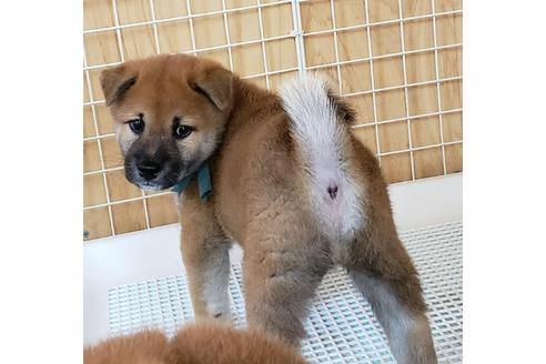 成約済の埼玉県の柴犬-107364の7枚目
