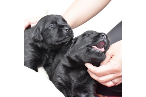 成約済の群馬県のラブラドールレトリーバー-108204の1枚目