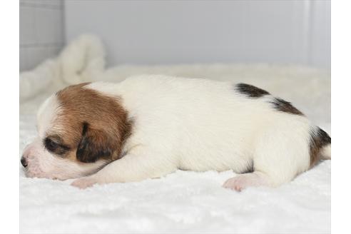 成約済の愛知県のジャックラッセルテリア-107368の3枚目