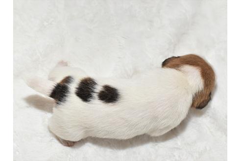 成約済の愛知県のジャックラッセルテリア-107368の2枚目