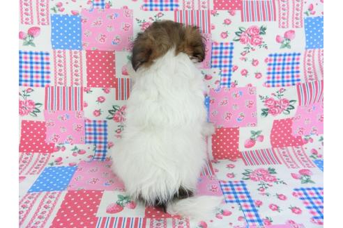 成約済の千葉県のパピヨン-107204の2枚目