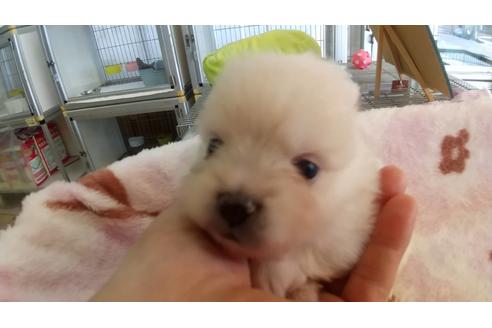 成約済の愛知県のポメラニアン-107063の4枚目
