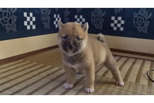 成約済の佐賀県の豆柴-108270の2枚目