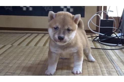 成約済の佐賀県の豆柴-108271の1枚目