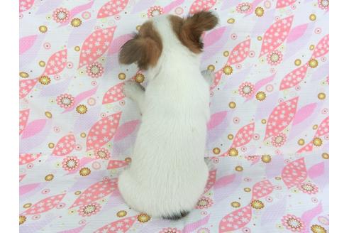 成約済の千葉県のチワワ(ロングコート)-105647の5枚目