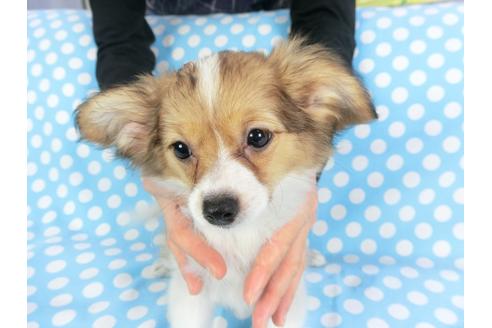 成約済の千葉県のパピヨン-103019の4枚目