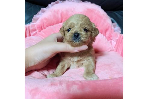 成約済の香川県のミックス犬-107279の3枚目