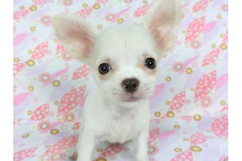 成約済の千葉県のチワワ(ロングコート)-105640の9枚目