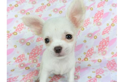 成約済の千葉県のチワワ(ロングコート)-105640の8枚目