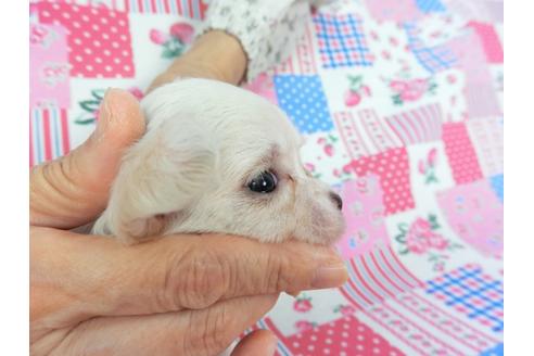 成約済の千葉県のチワワ(ロングコート)-105640の7枚目