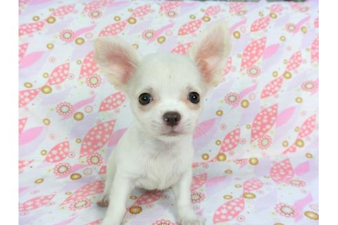 成約済の千葉県のチワワ(ロングコート)-105640の6枚目