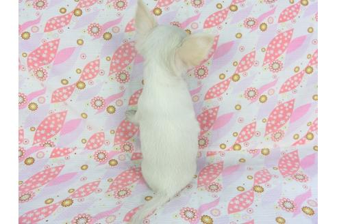 成約済の千葉県のチワワ(ロングコート)-105640の5枚目