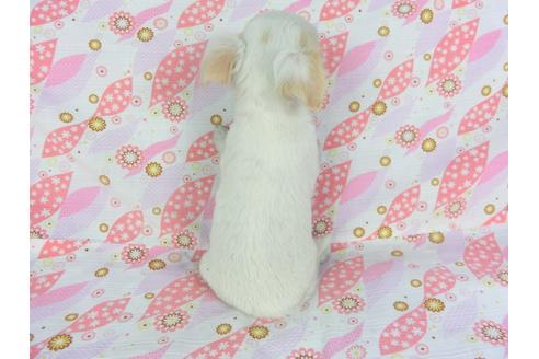 成約済の千葉県のチワワ(ロングコート)-105631の5枚目