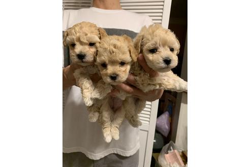 成約済の山形県のマルプー:マルチーズ×トイプードル-108301の3枚目