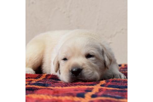 成約済の群馬県のラブラドールレトリーバー-108206の1枚目