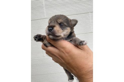 成約済の埼玉県のミックス犬-108305の3枚目