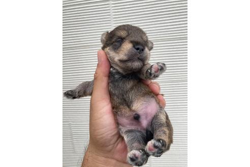 成約済の埼玉県のミックス犬-108305の4枚目