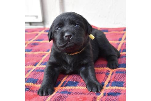 成約済の群馬県のラブラドールレトリーバー-108207の1枚目