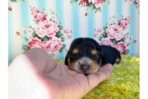 成約済の秋田県のチワックス:チワワ×ミニチュアダックスフンド-108315の13枚目