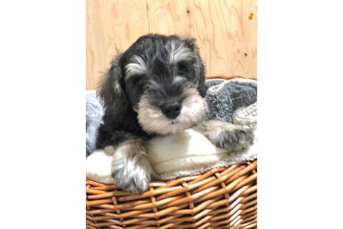 成約済の埼玉県のミニチュアシュナウザー-103695の1枚目