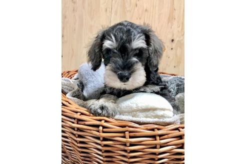 成約済の埼玉県のミニチュアシュナウザー-103695の5枚目