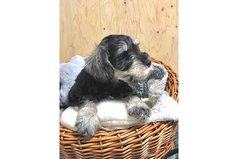 成約済の埼玉県のミニチュアシュナウザー-103695の4枚目