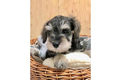 成約済の埼玉県のミニチュアシュナウザー-103695の3枚目