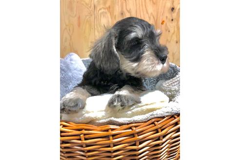 成約済の埼玉県のミニチュアシュナウザー-103695の2枚目