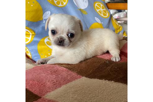 成約済の岡山県のミックス犬-107571の2枚目