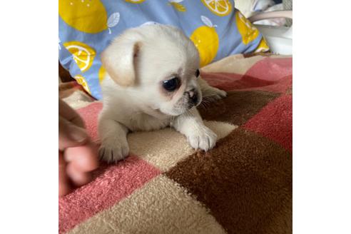 成約済の岡山県のミックス犬-107571