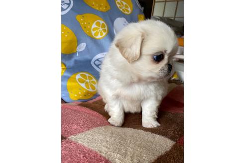 成約済の岡山県のミックス犬-107570の2枚目