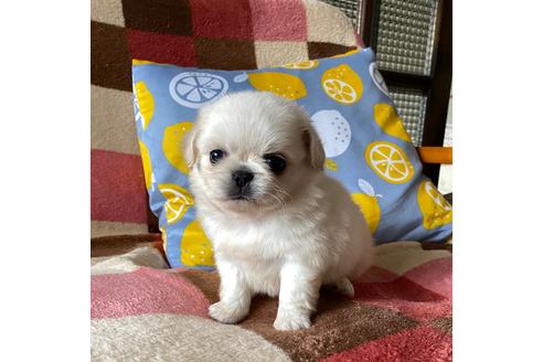 成約済の岡山県のミックス犬-107570の1枚目