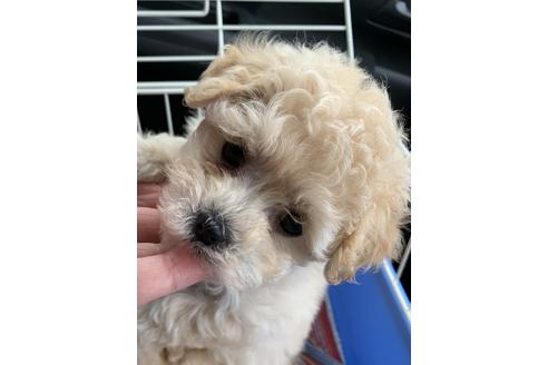 成約済の山形県のマルプー:マルチーズ×トイプードル-108301の2枚目