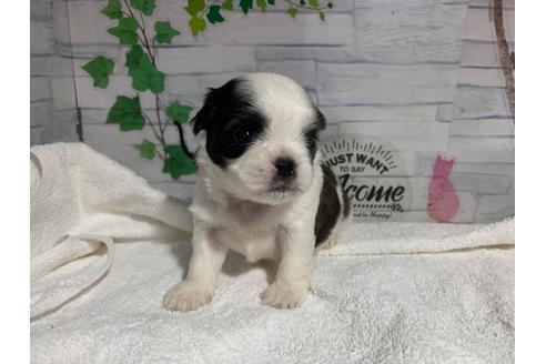 成約済の岐阜県のミックス犬-106271の3枚目
